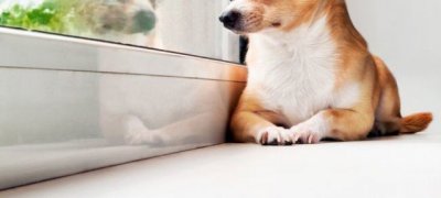 Zvukovoizolačné sklo aj pre psov
